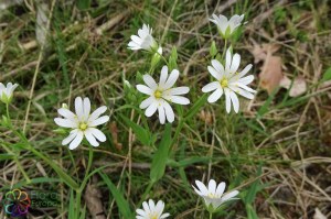 Stellaria holostea (4)